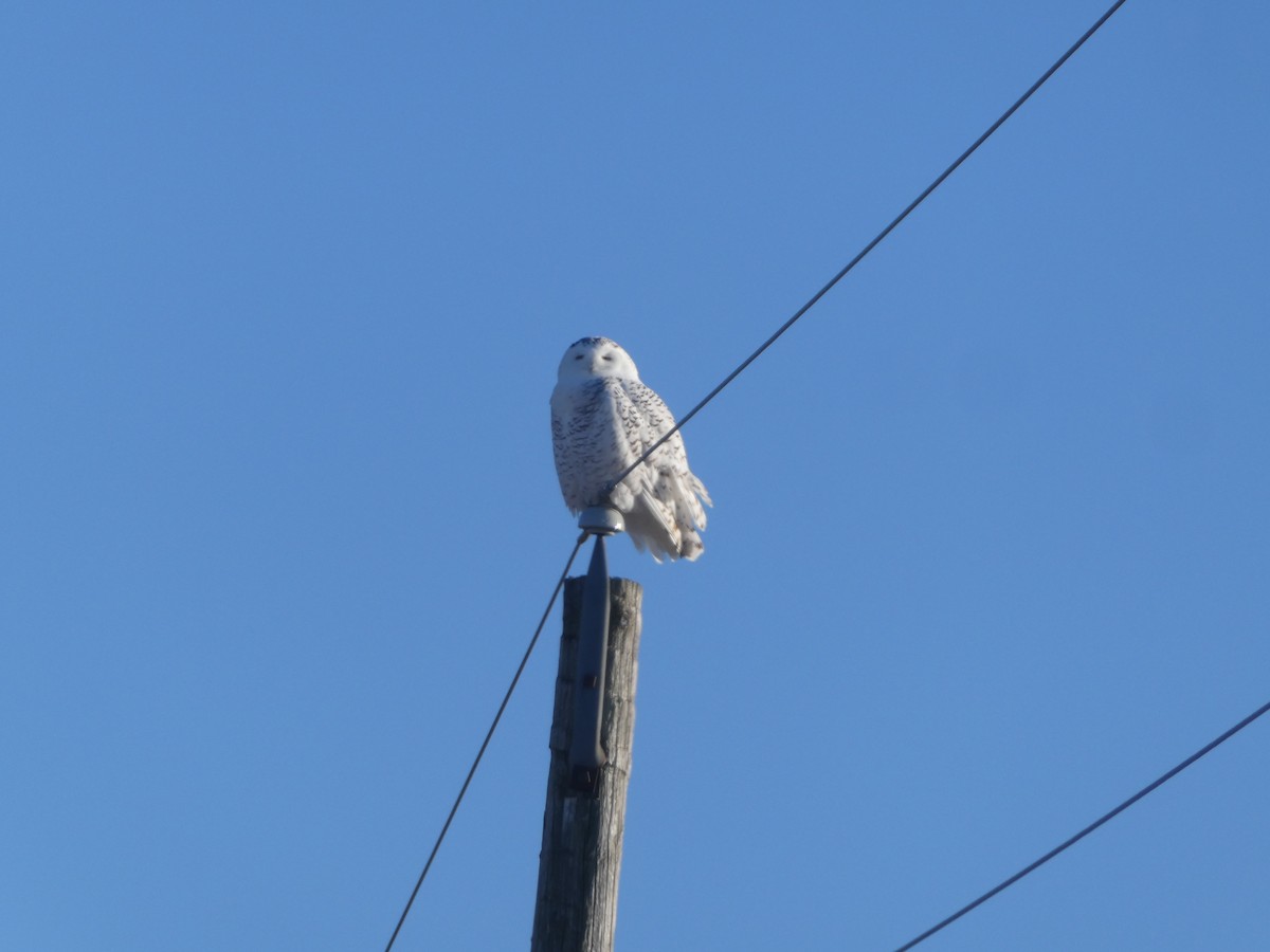 EBird Checklist 4 Feb 2024 Minesing Wetlands Strongville Rd 2   1200