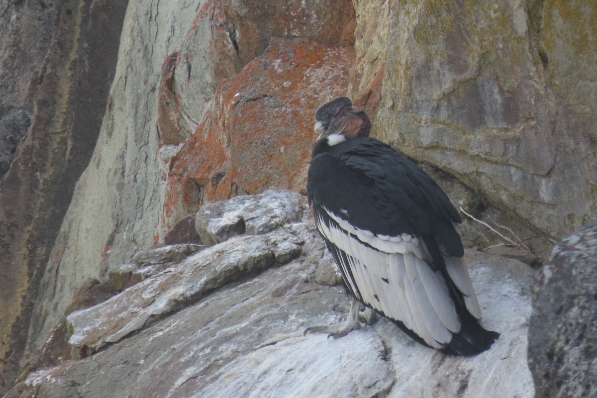Andean Condor - Lior Dor