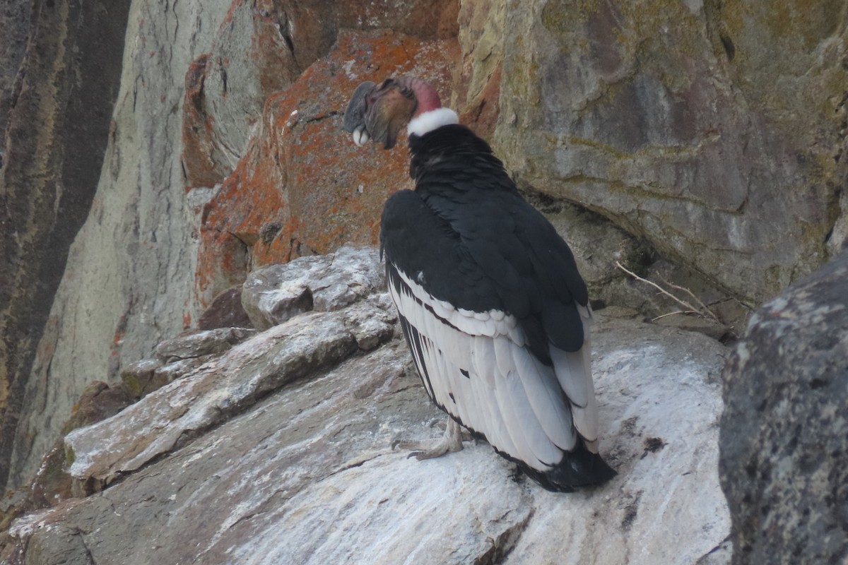 Andean Condor - Lior Dor