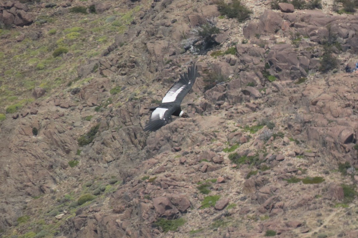 Andean Condor - ML614409387