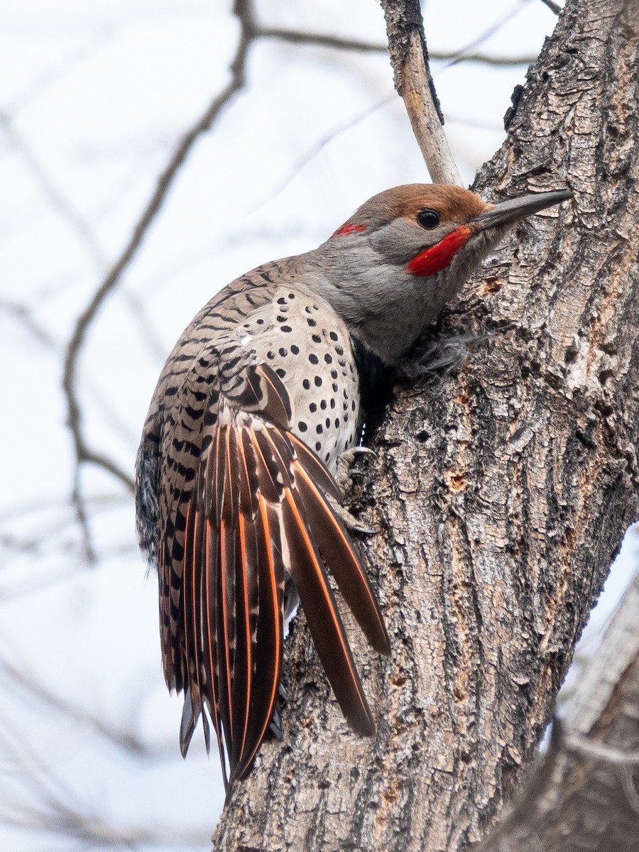 Northern Flicker (Yellow-shafted x Red-shafted) - ML614409583
