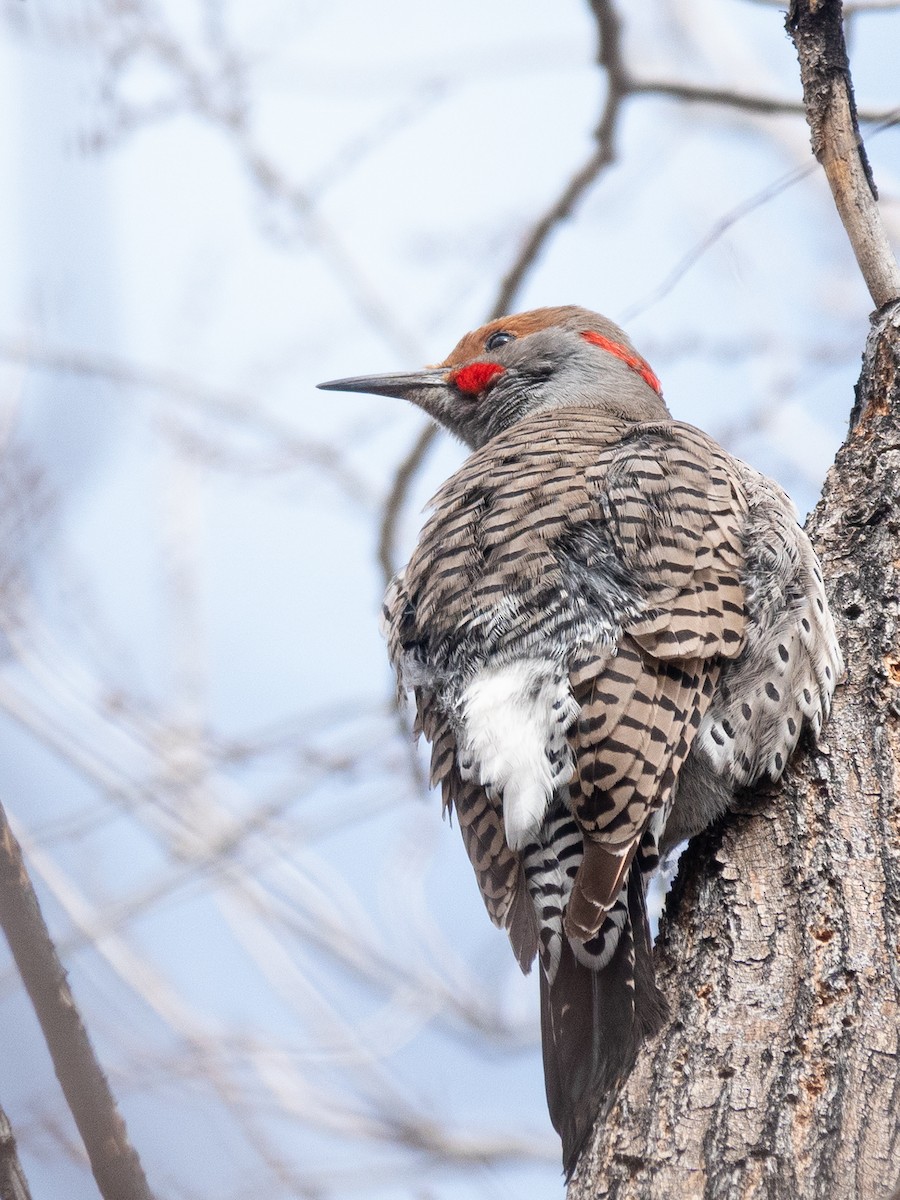 Northern Flicker (Yellow-shafted x Red-shafted) - ML614409606