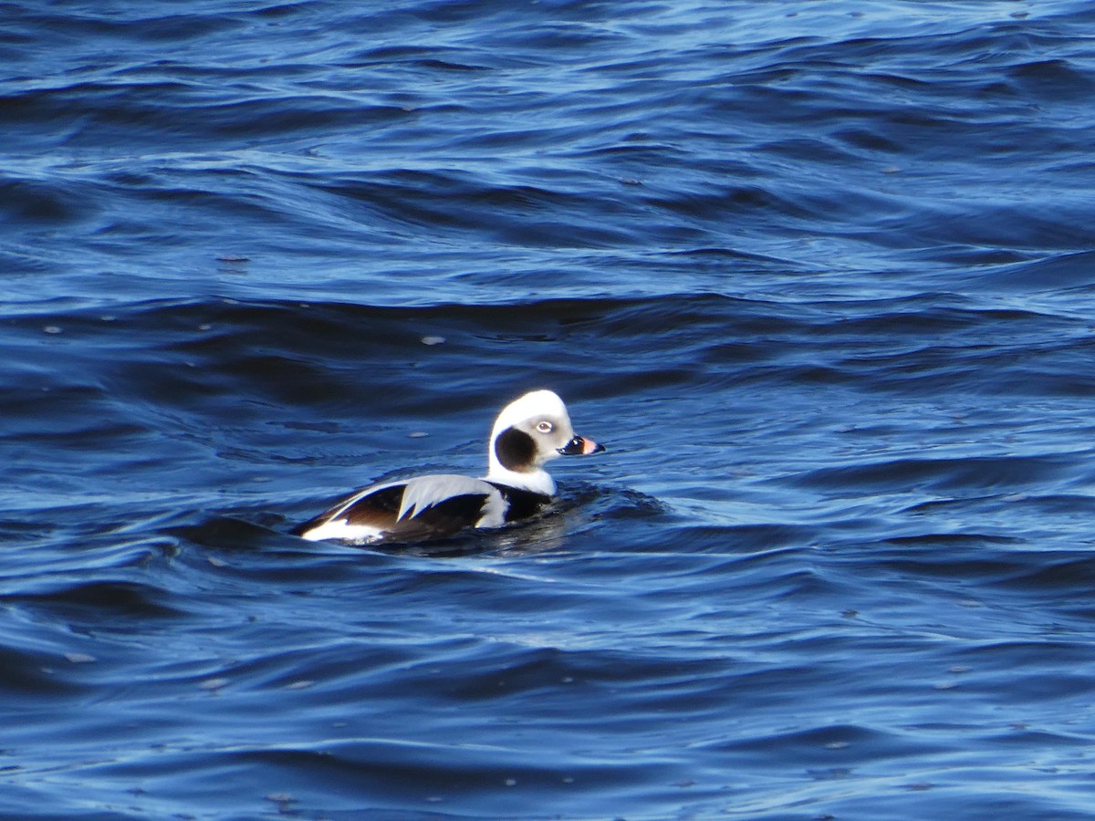 Long-tailed Duck - ML614410034