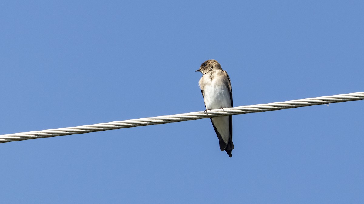 Northern Rough-winged Swallow - ML614410042