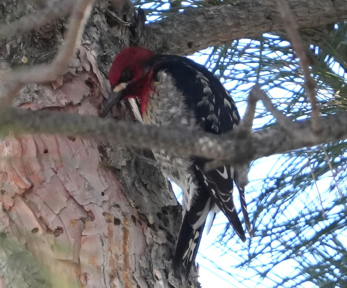 Red-breasted Sapsucker (ruber) - ML614410050