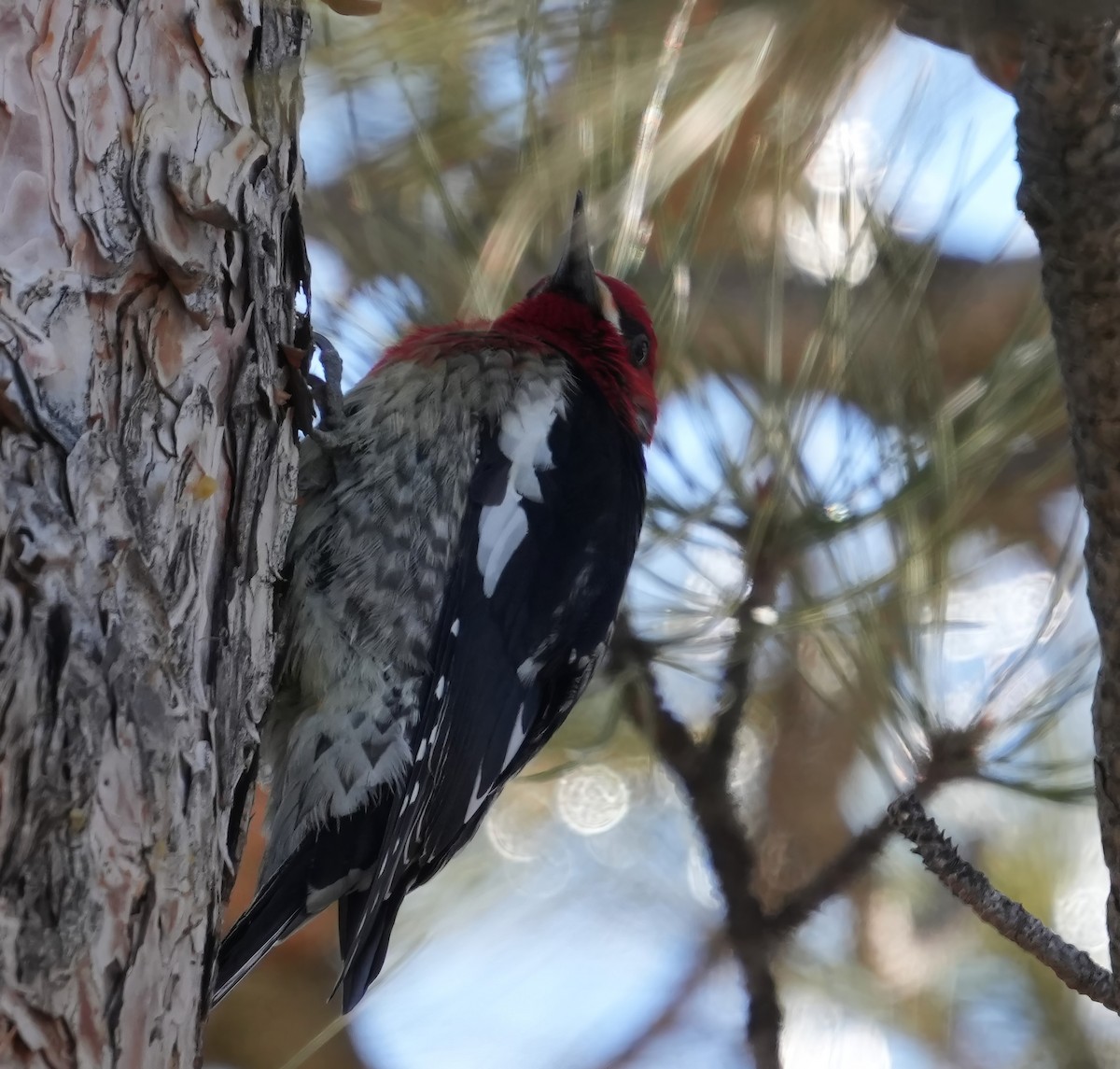 Red-breasted Sapsucker (ruber) - ML614410062