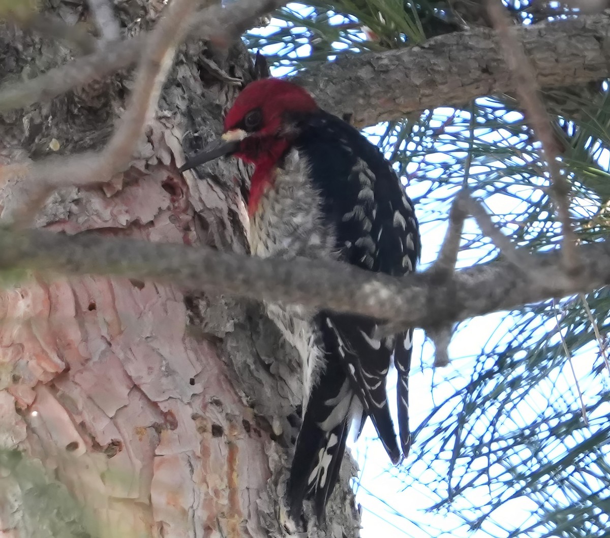 Red-breasted Sapsucker (ruber) - ML614410063