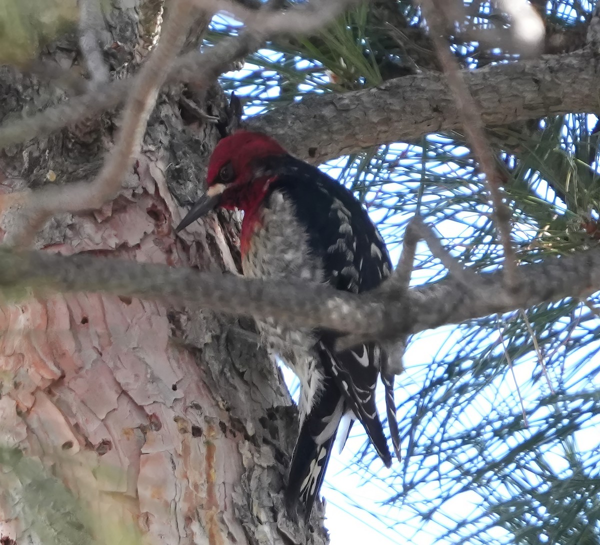 Red-breasted Sapsucker (ruber) - ML614410065
