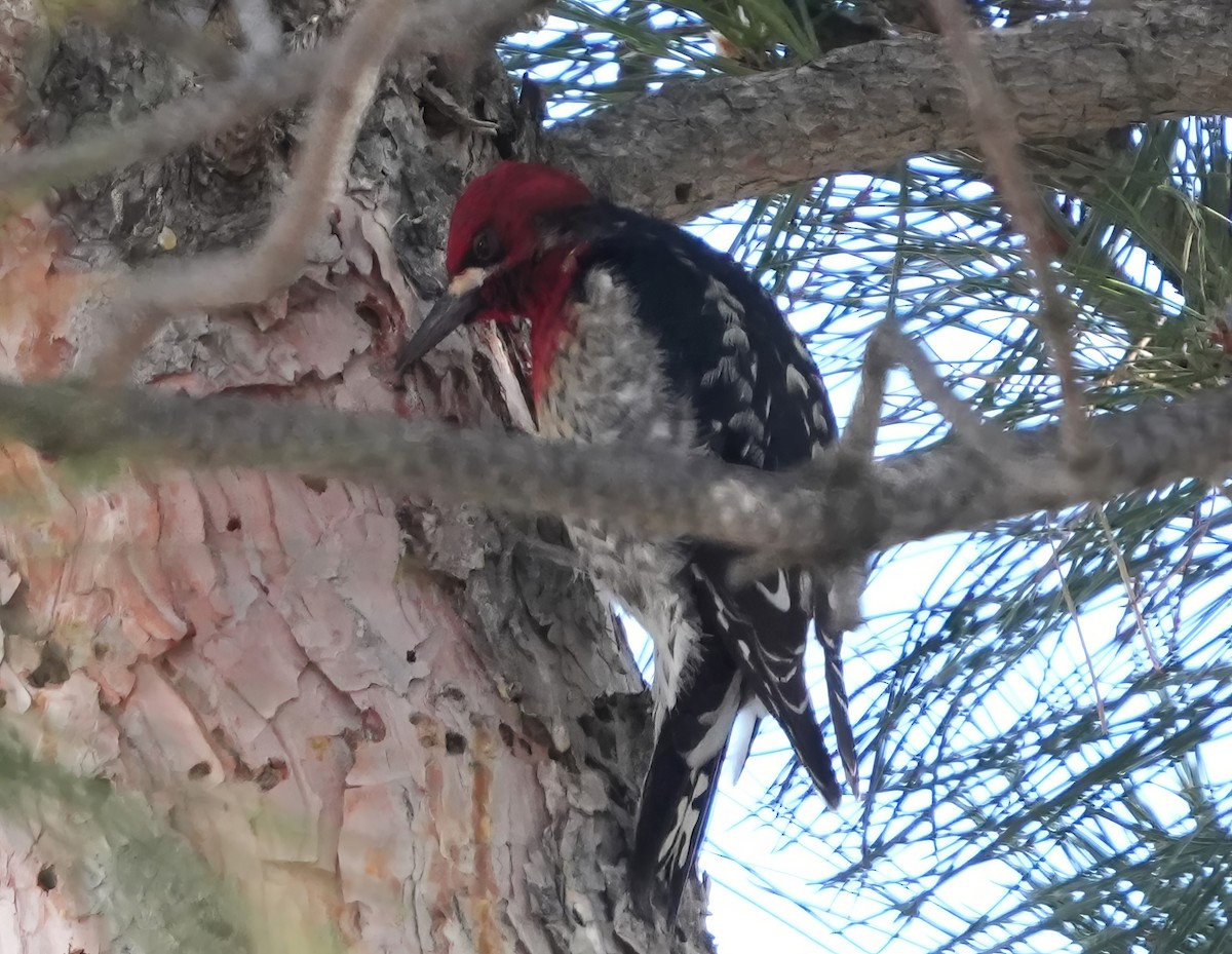 Red-breasted Sapsucker (ruber) - ML614410066