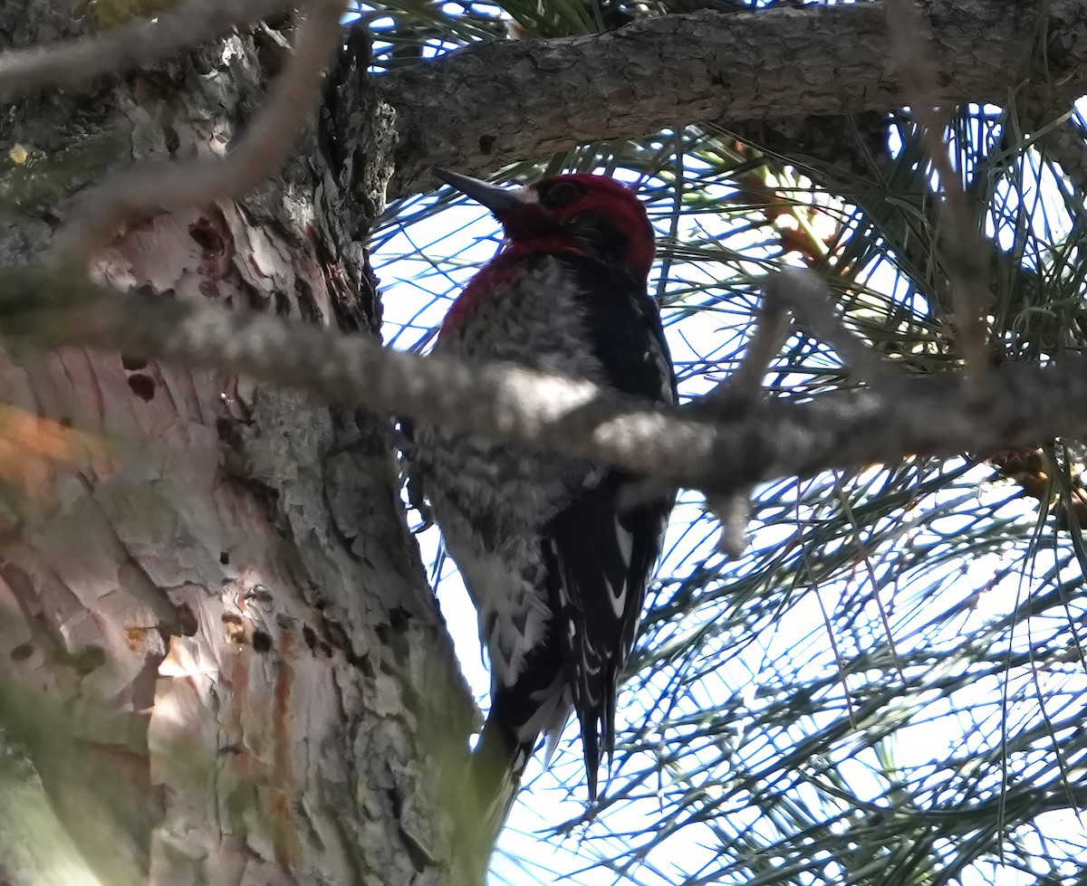 Red-breasted Sapsucker (ruber) - ML614410083