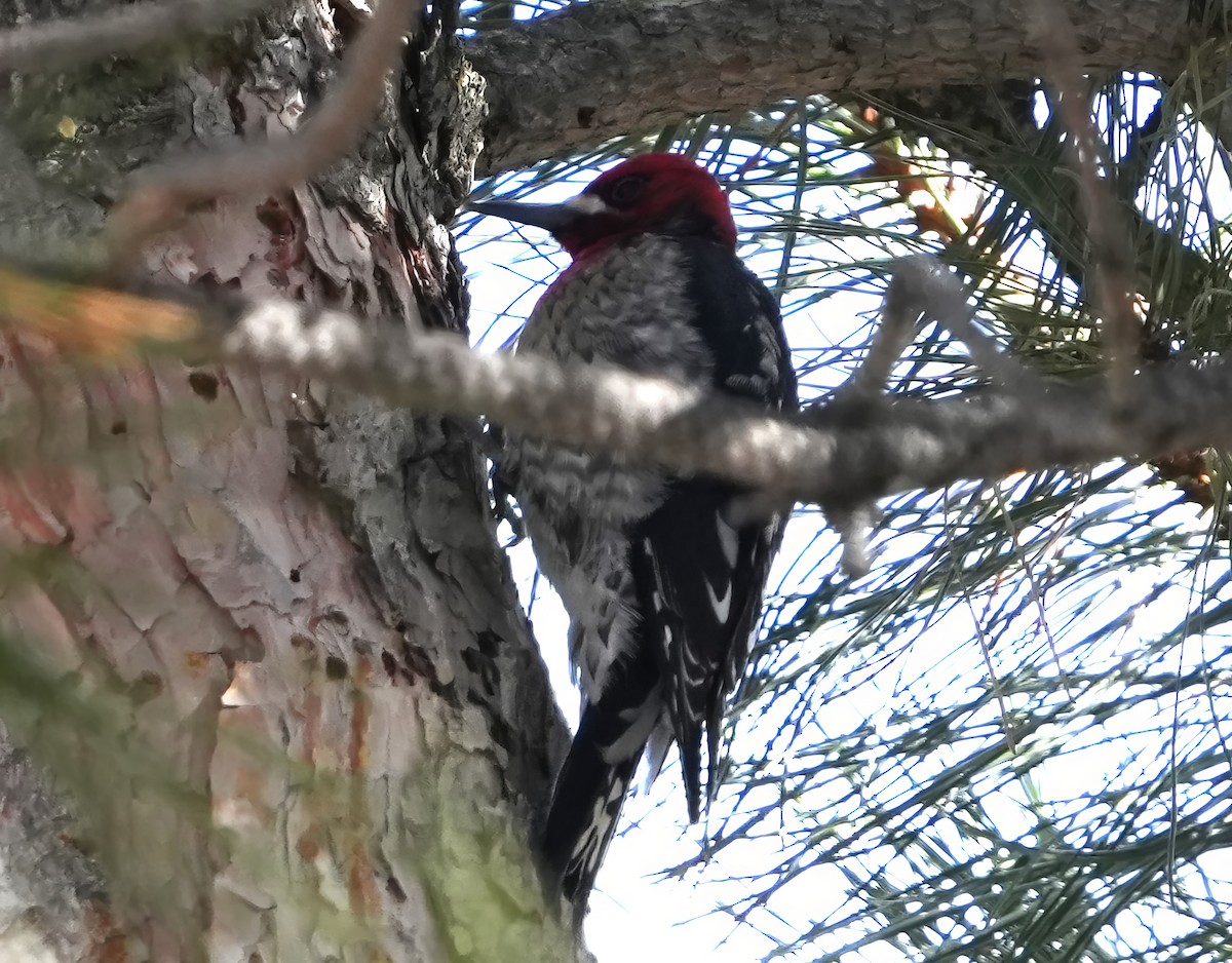 Red-breasted Sapsucker (ruber) - ML614410084