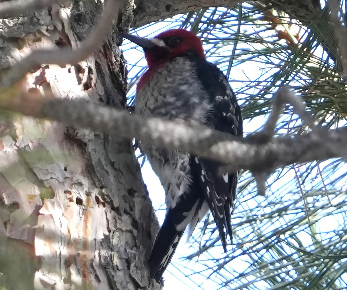 Red-breasted Sapsucker (ruber) - ML614410085