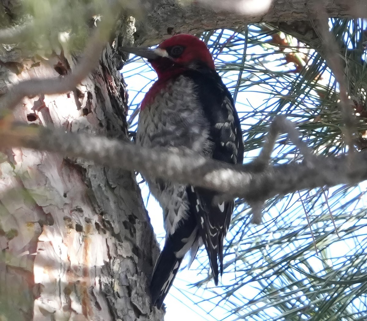 Red-breasted Sapsucker (ruber) - ML614410086