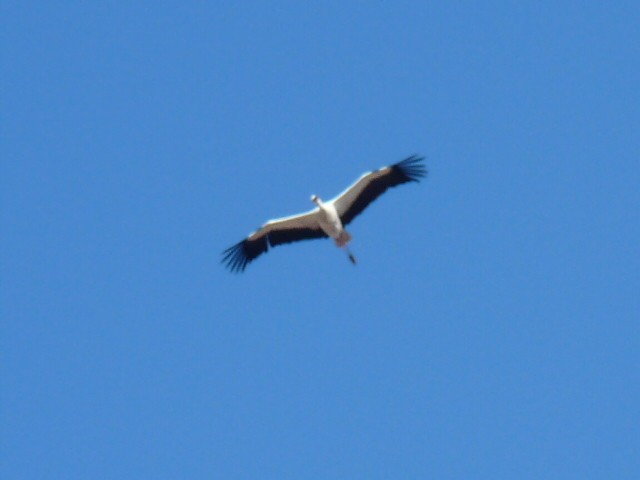 White Stork - ML614410229