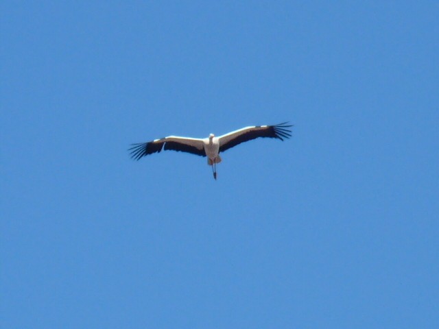 White Stork - ML614410231