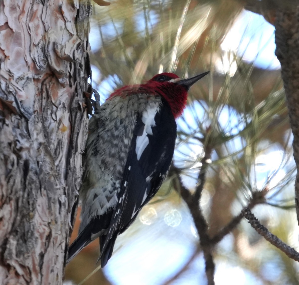 Red-breasted Sapsucker (ruber) - ML614410241