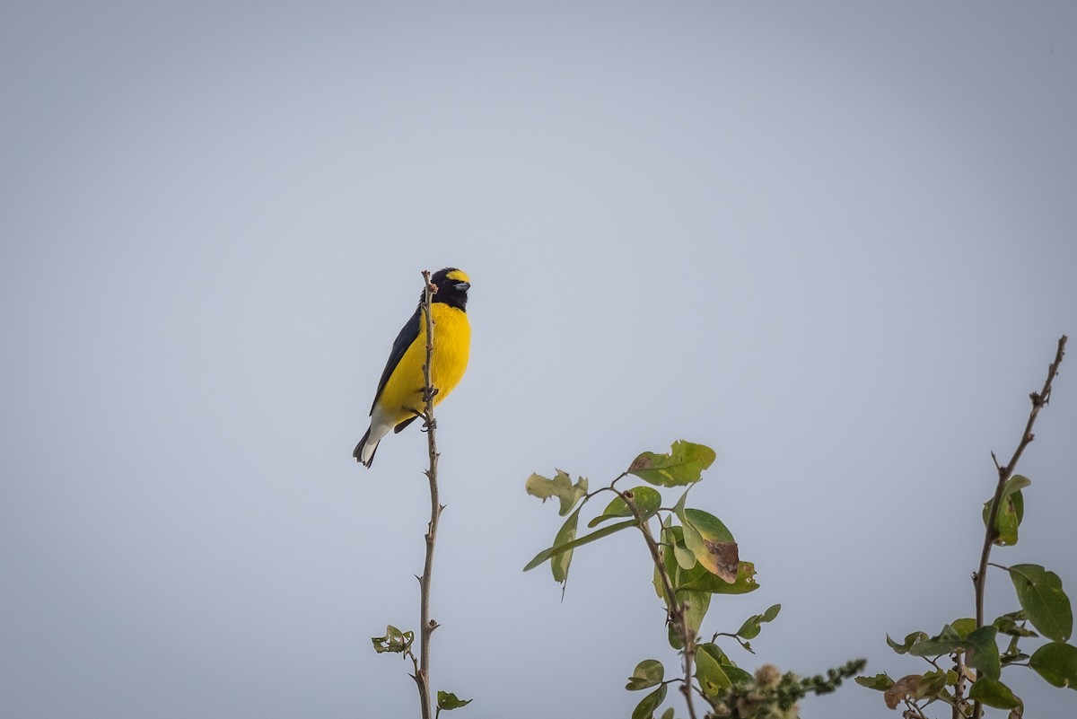West Mexican Euphonia - ML614410265