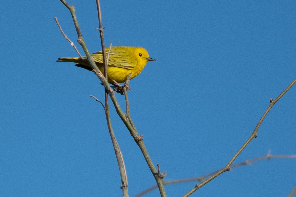 Yellow Warbler - ML614410324