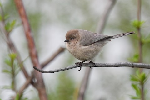 Bushtit Psaltriparus minimus Media Search Macaulay Library