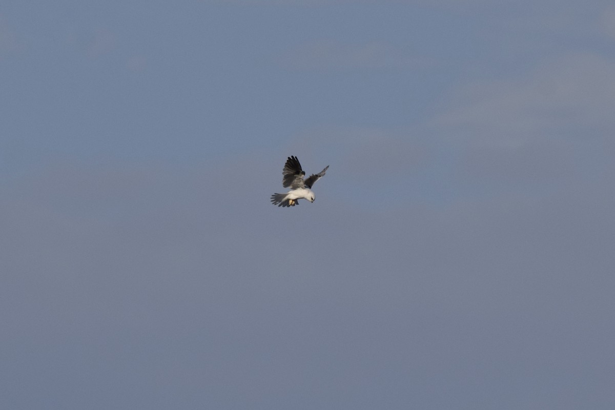 Black-shouldered Kite - ML614410361