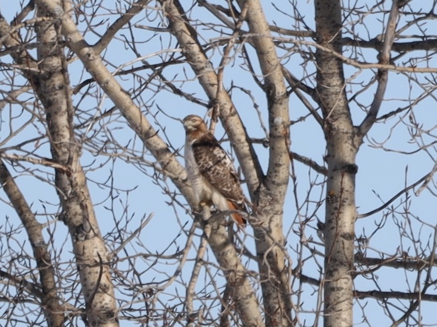 Red-tailed Hawk - ML614410854