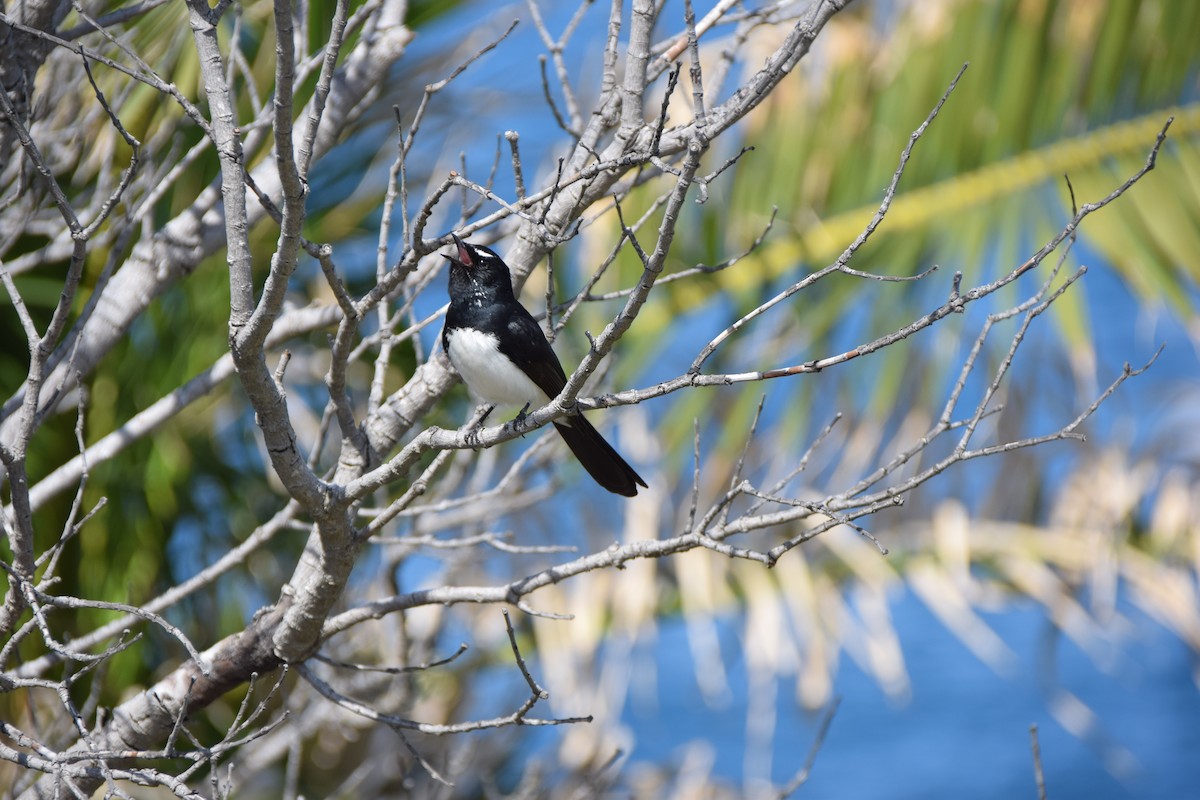 Willie-wagtail - Jeff Daley