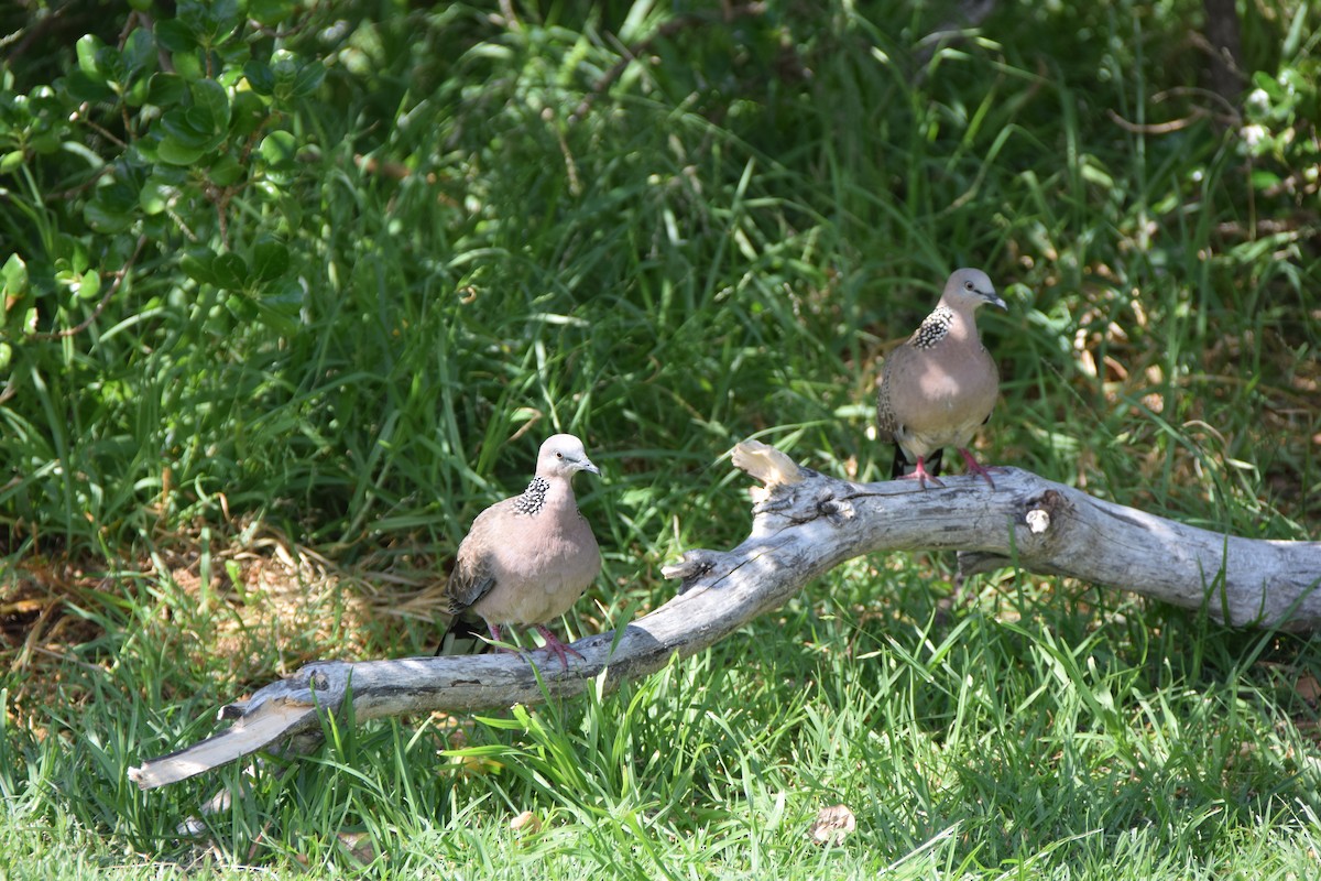 Spotted Dove - ML614410874