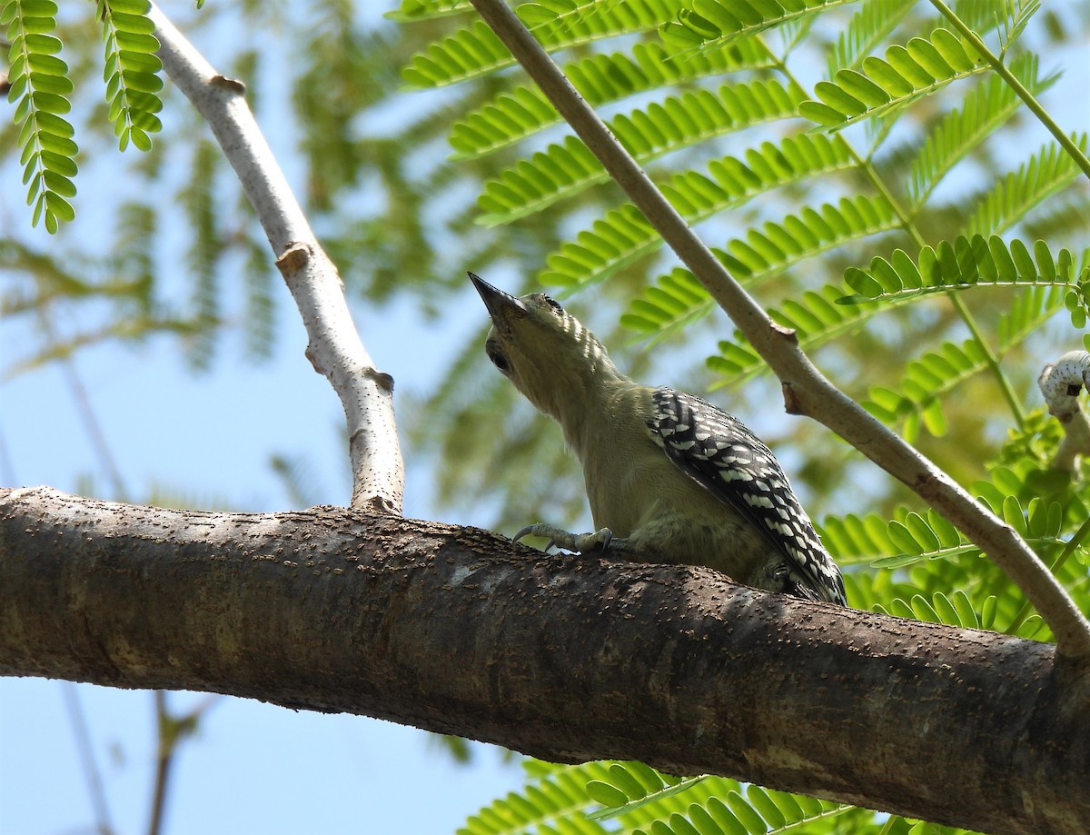 Red-crowned Woodpecker - ML614410889