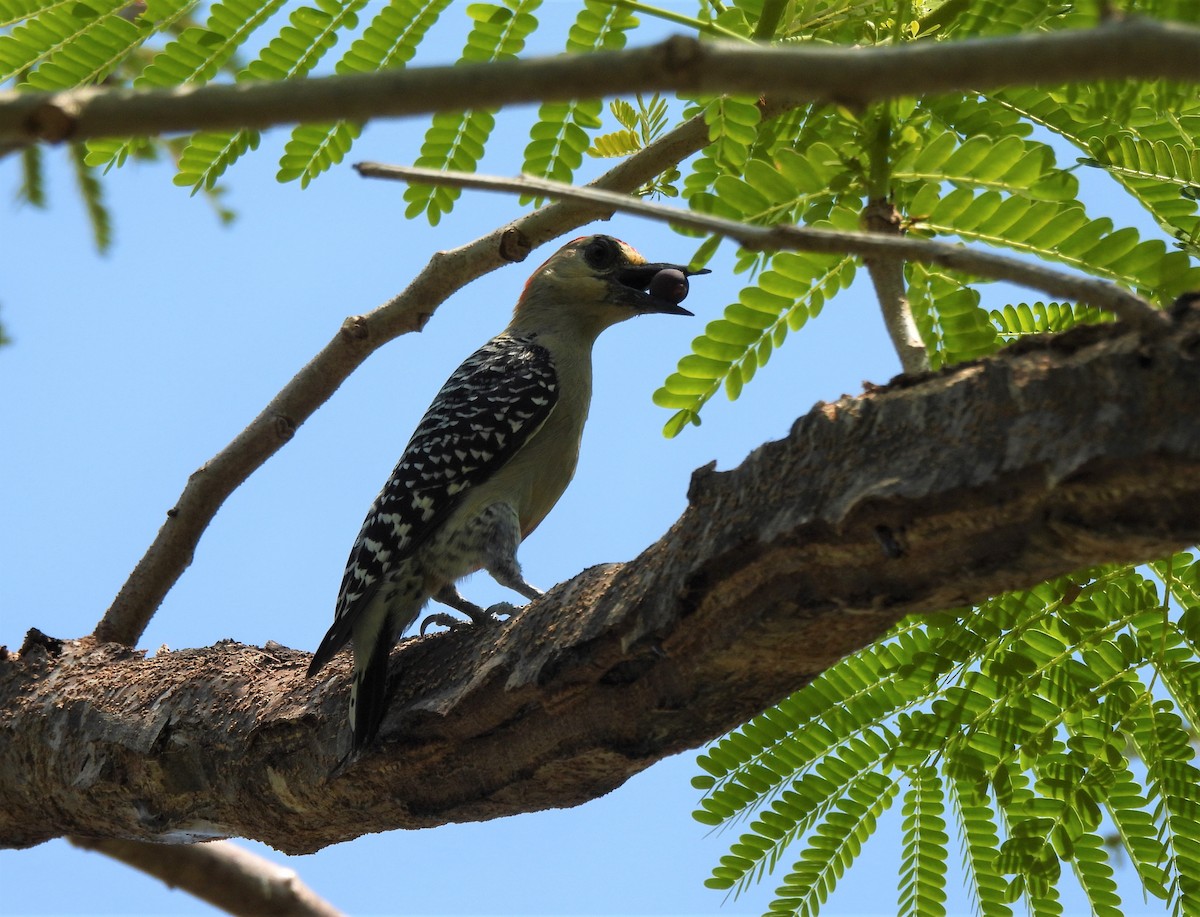 Red-crowned Woodpecker - ML614410890