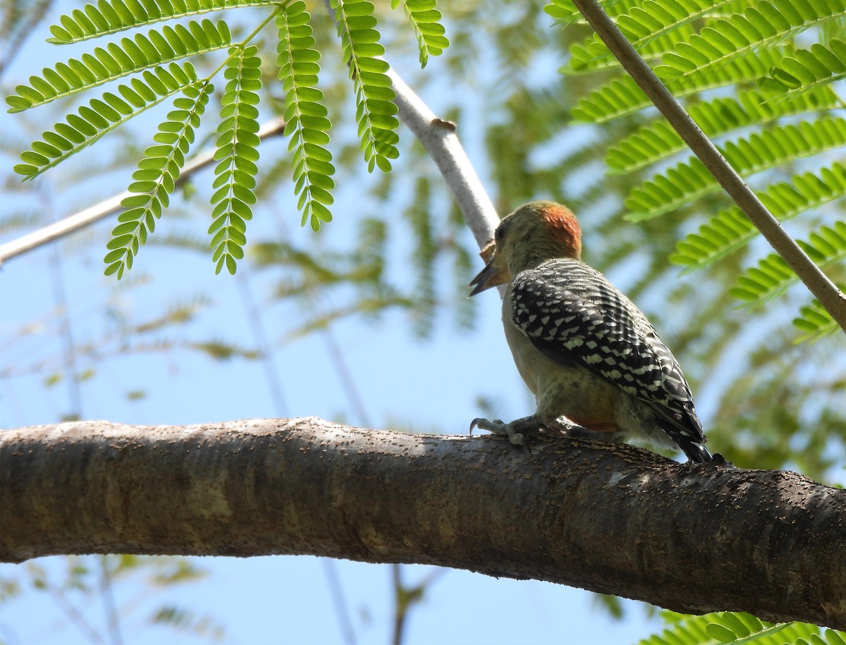 Red-crowned Woodpecker - Teresita Varon