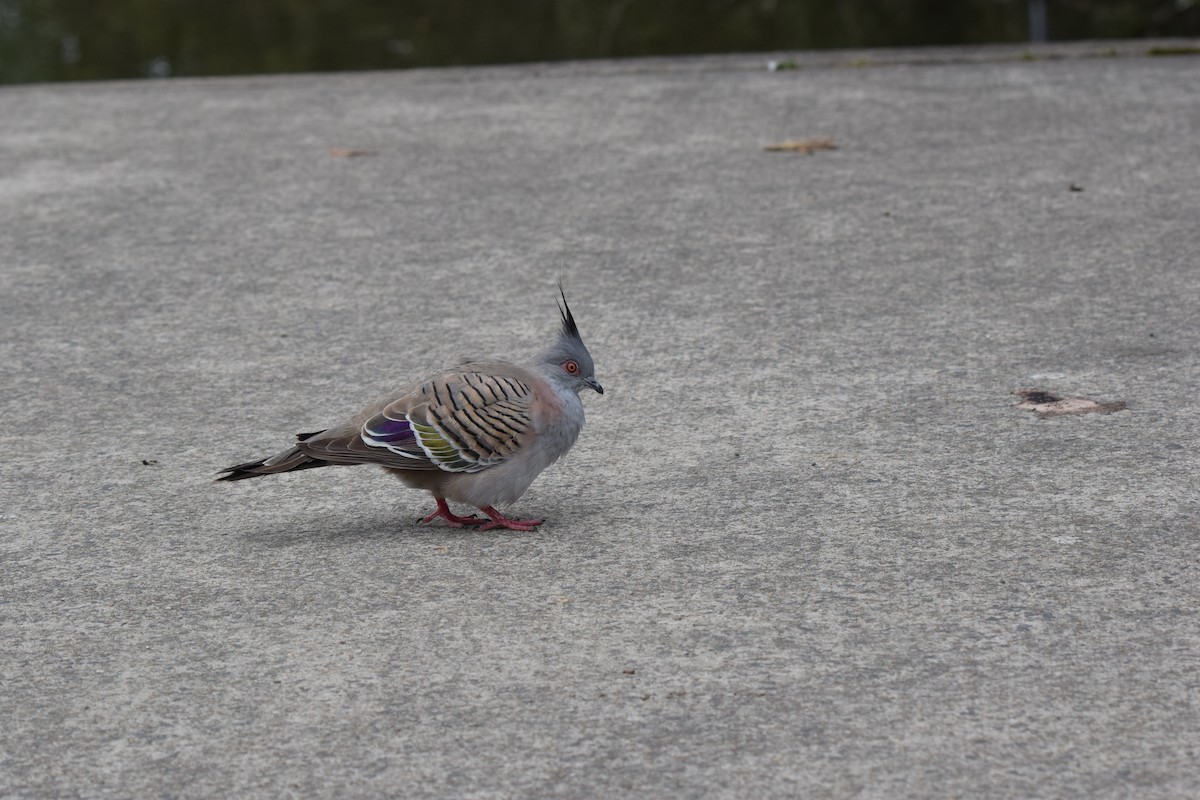 Crested Pigeon - ML614410921