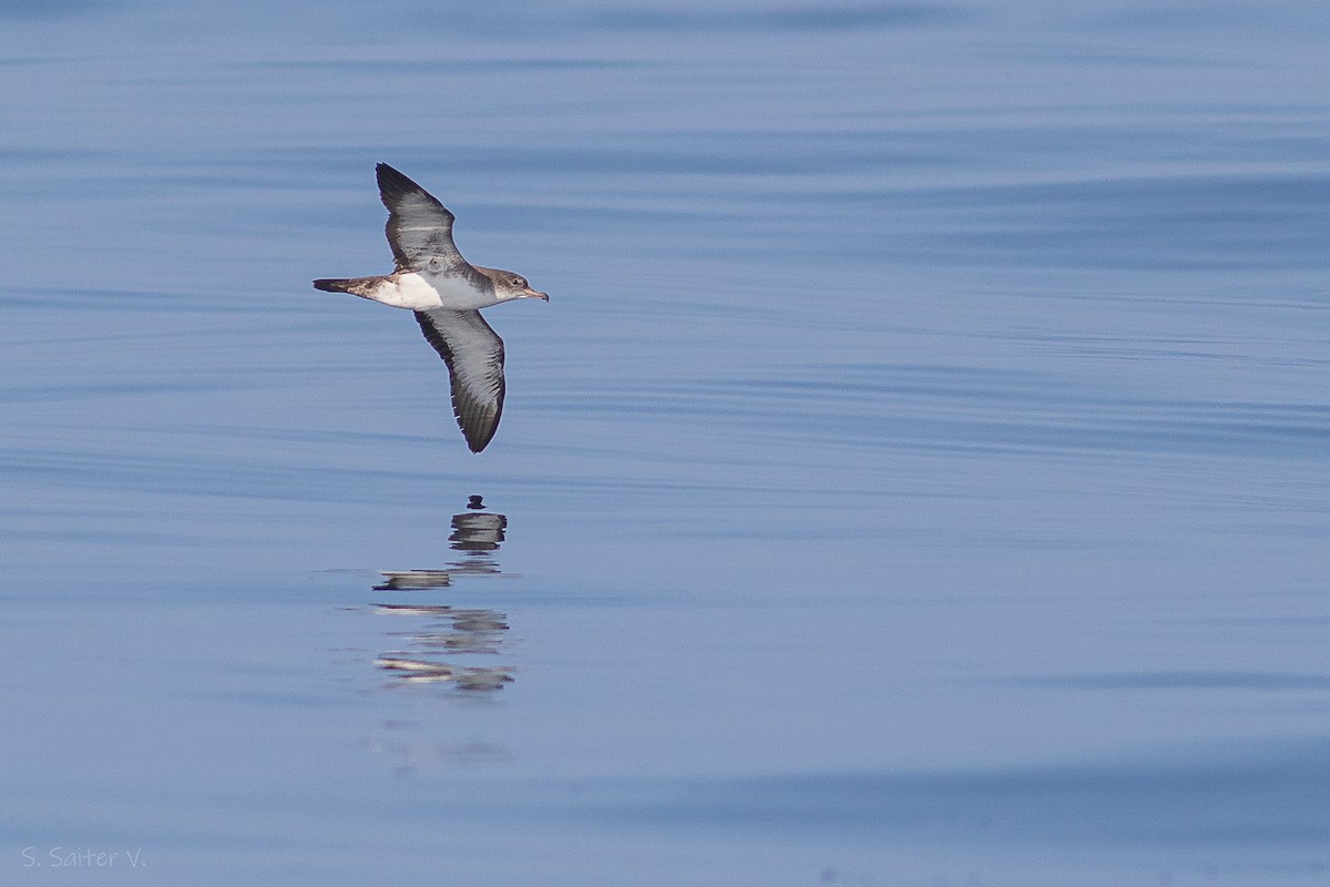 Pink-footed Shearwater - ML614411256