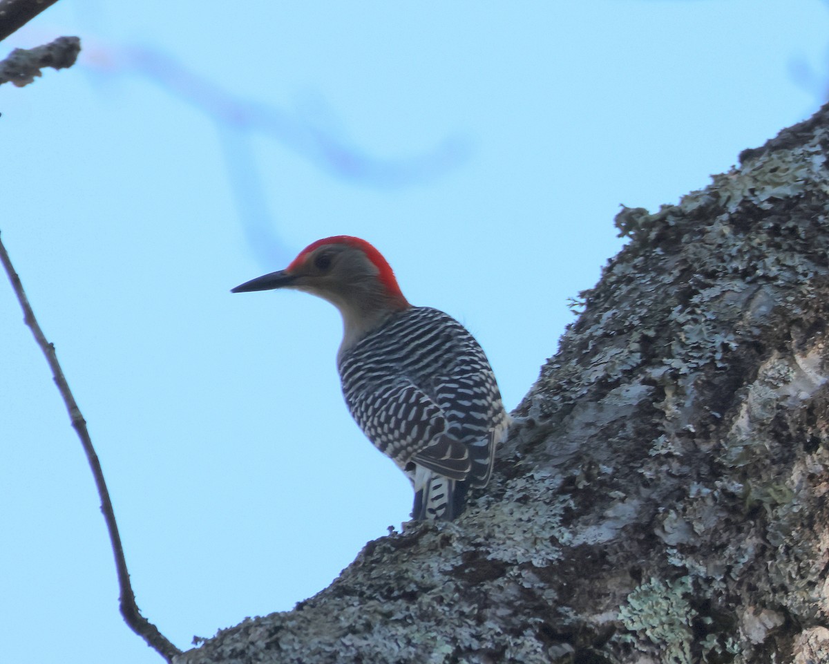 Red-bellied Woodpecker - ML614411412