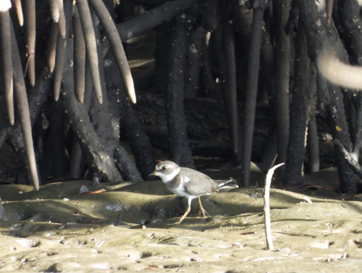 Semipalmated Plover - ML614411668