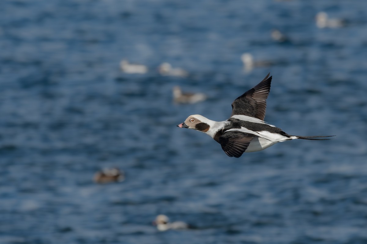 Long-tailed Duck - ML614411761