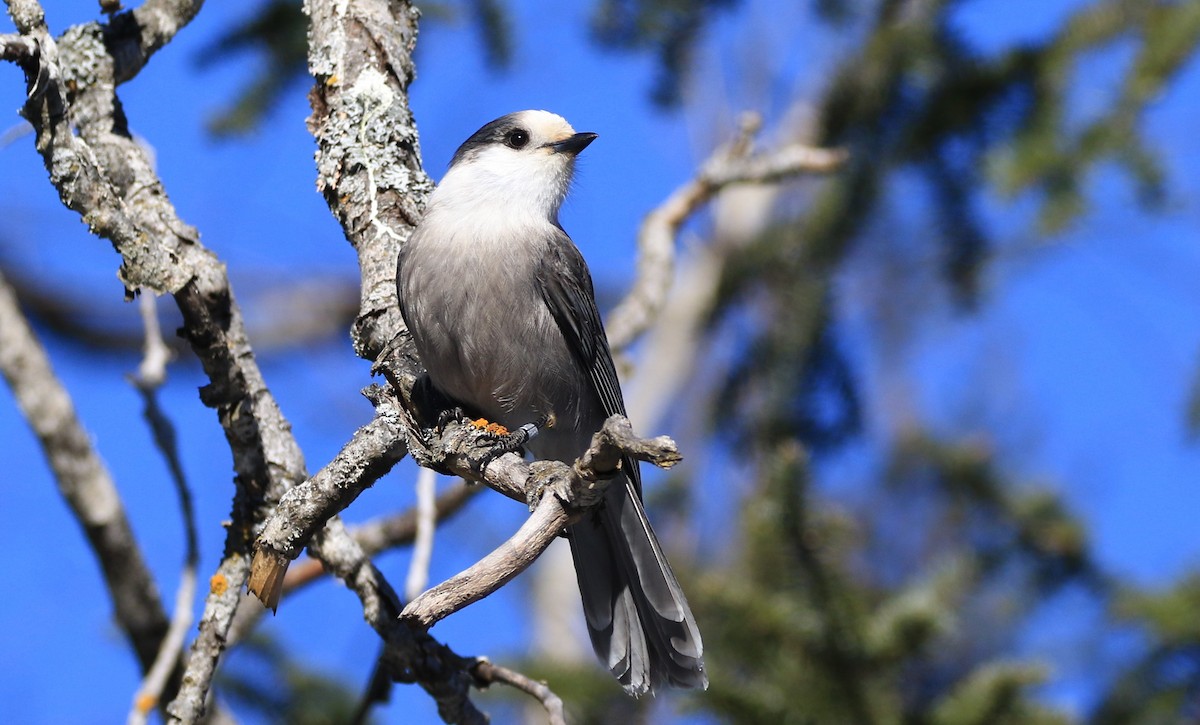 Canada Jay - Diane St-Jacques