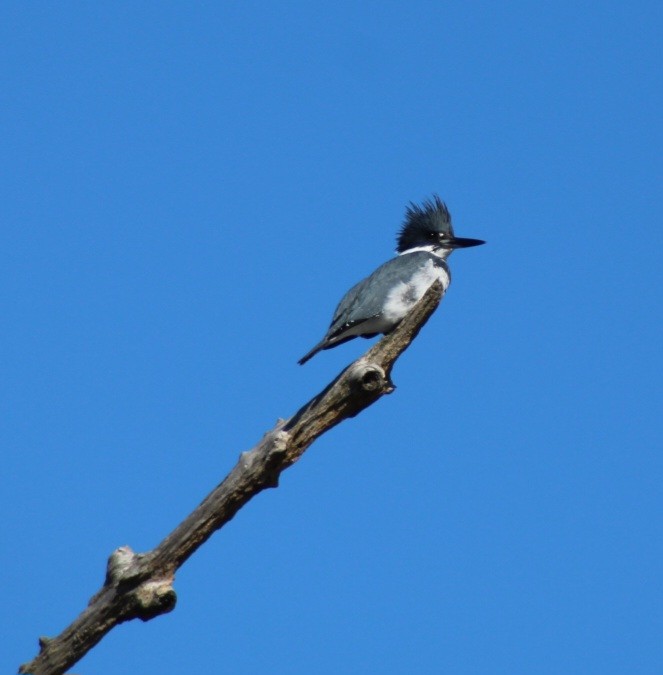 Belted Kingfisher - ML614411812
