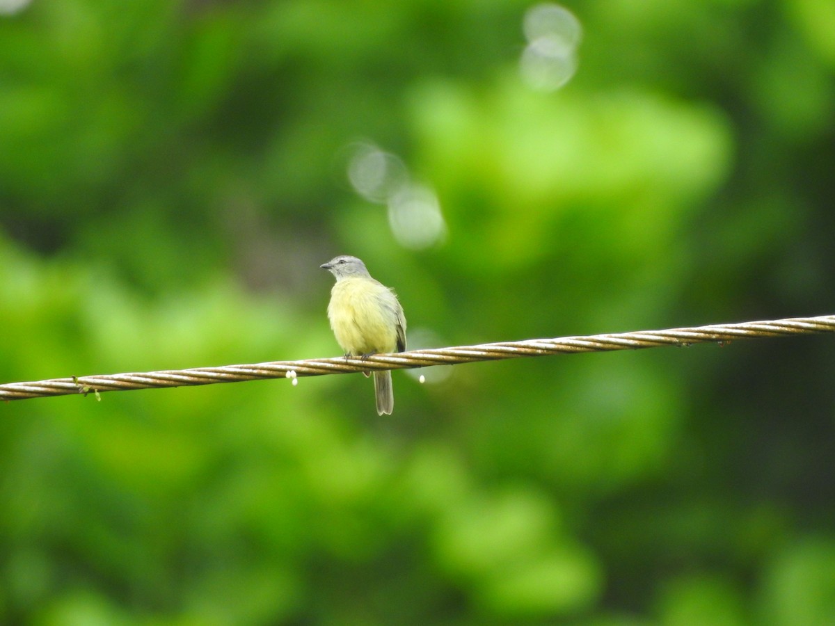 Yellow-crowned Tyrannulet - ML614411960