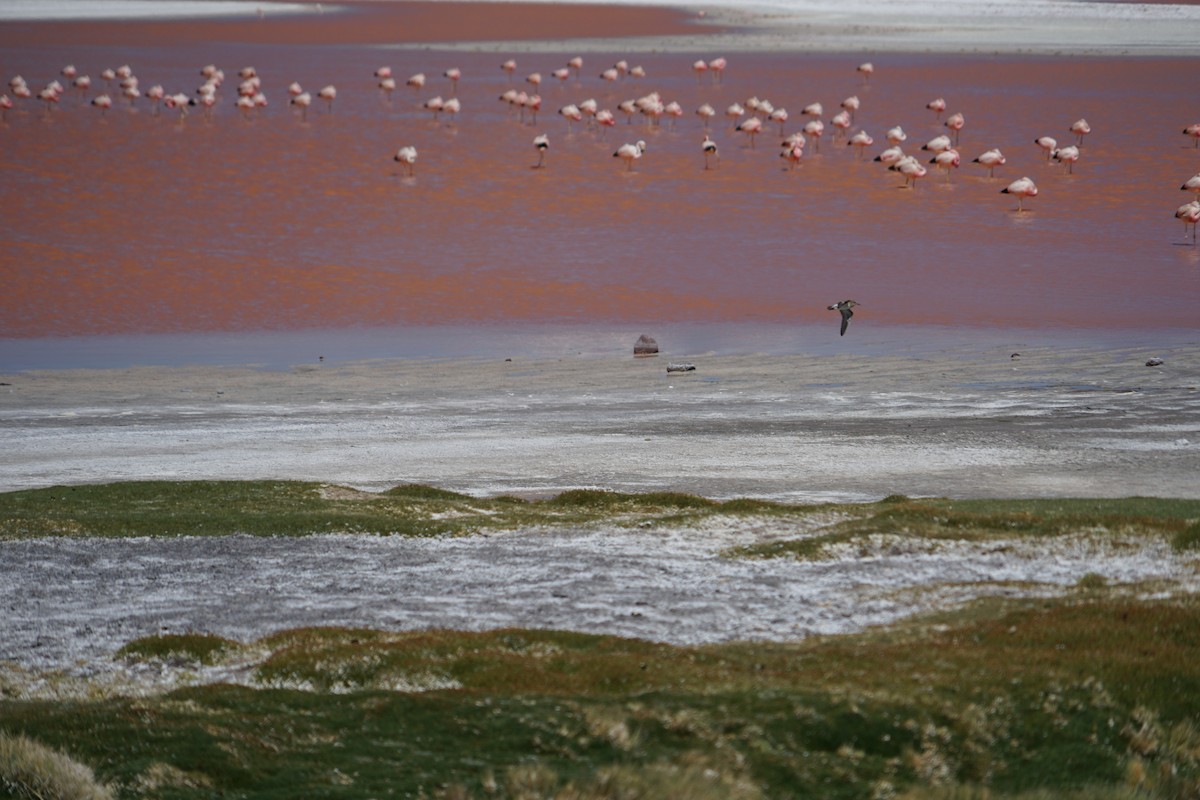 Andean Flamingo - ML614412231