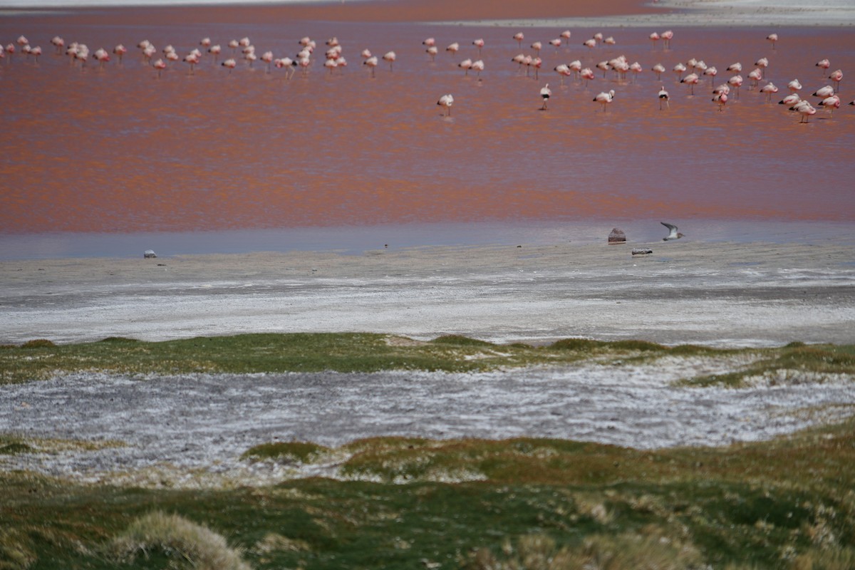 Andean Flamingo - ML614412232