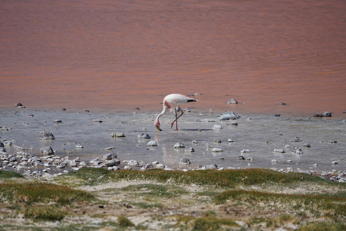 James's Flamingo - ML614412313