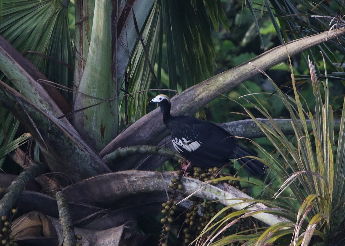 Blue-throated Piping-Guan - ML614412358