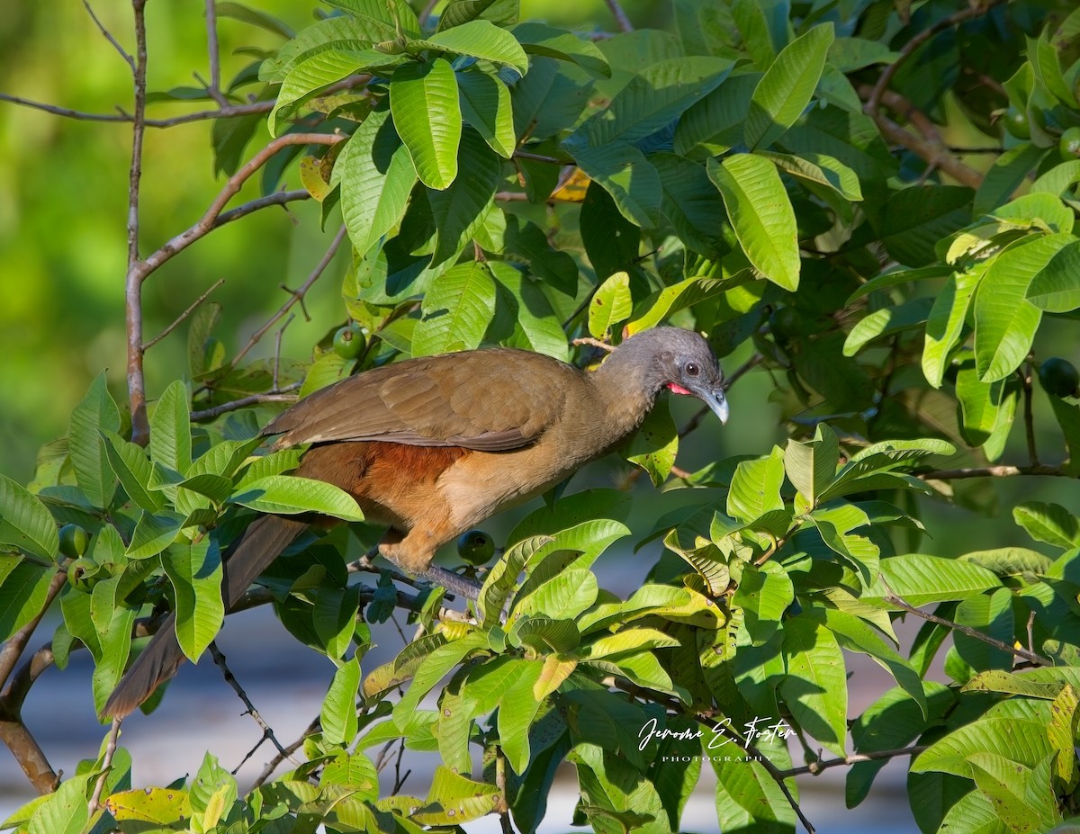 Rufous-vented Chachalaca - Jerome Foster
