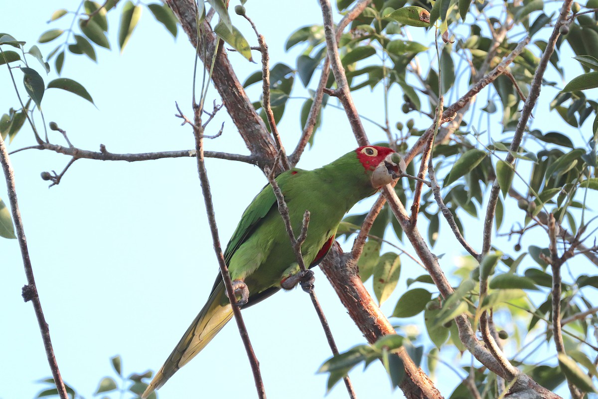 Red-masked Parakeet - Omar Paez