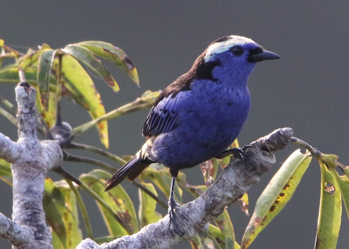 Opal-crowned Tanager - ML614412524