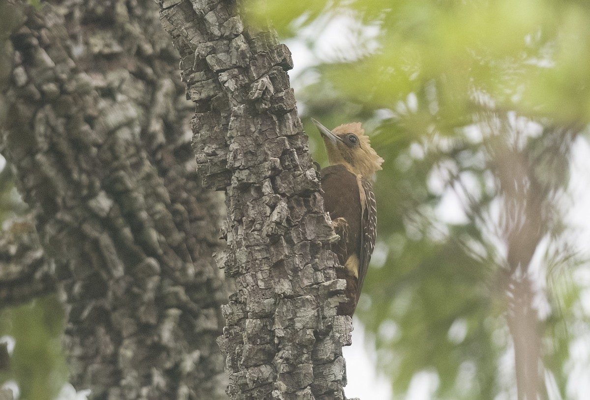 Pale-crested Woodpecker - ML614412626