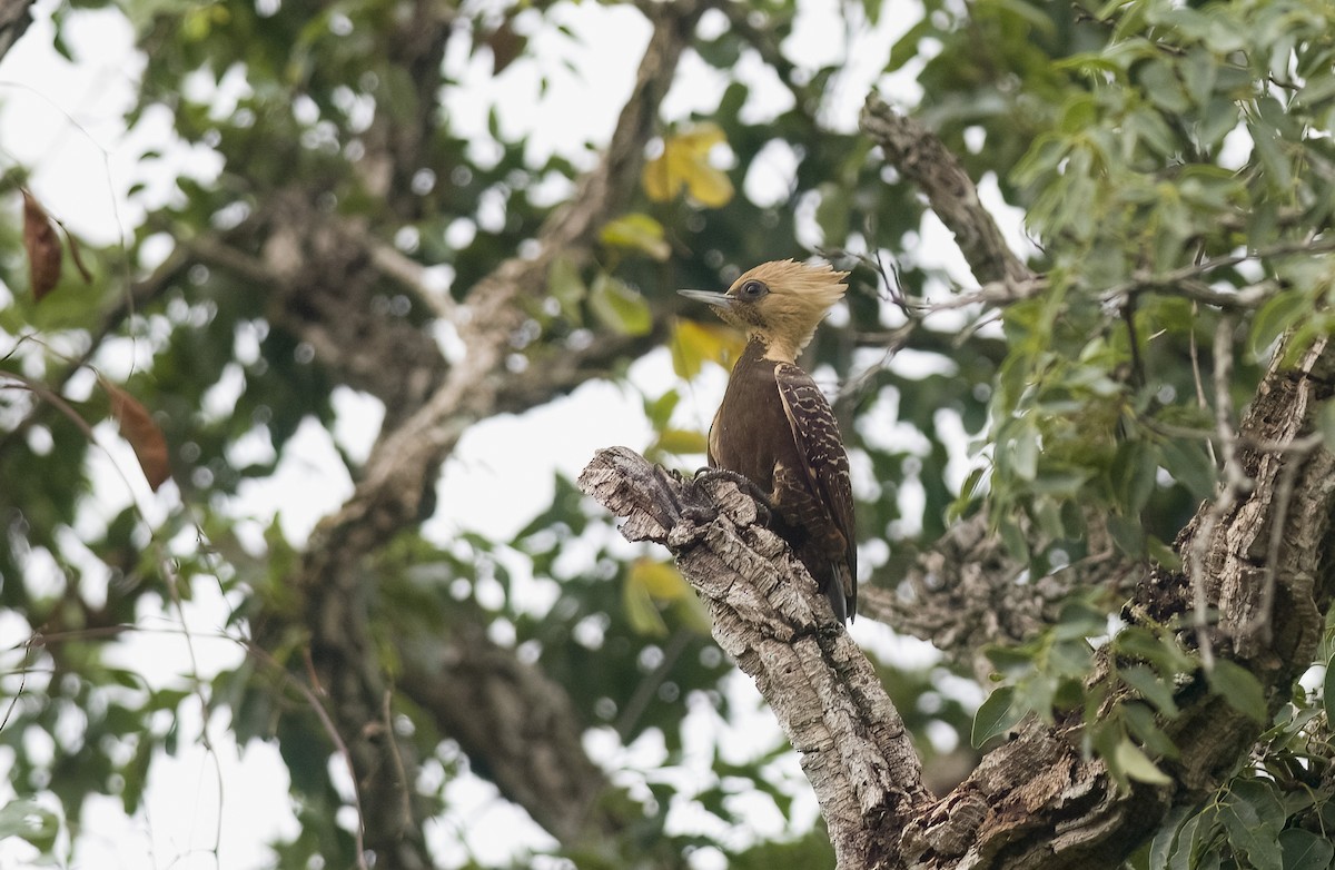 Pale-crested Woodpecker - ML614412628