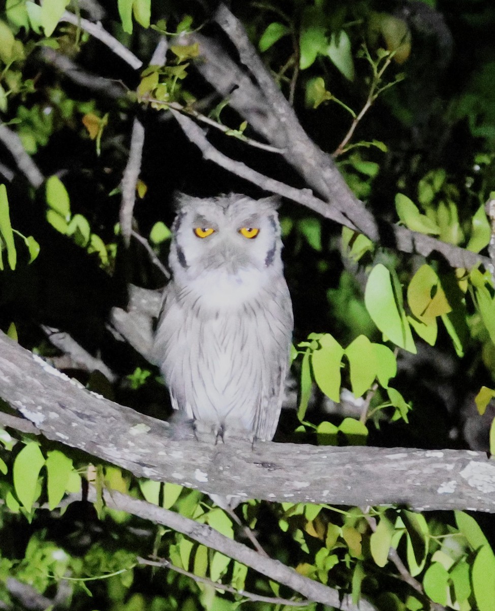 Southern White-faced Owl - ML614412753
