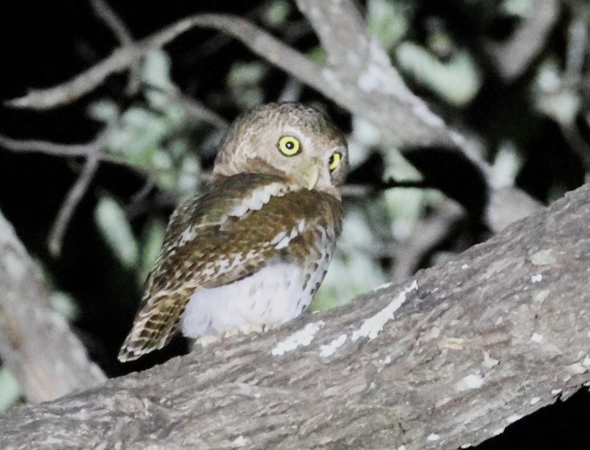 African Barred Owlet - ML614412776