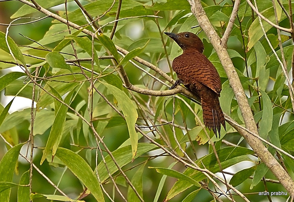 Rufous Woodpecker - ML61441291